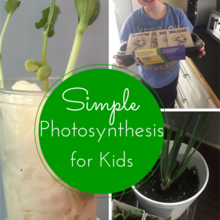 TheInspiredHome.org // Simple Photosynthesis Activities for Kids