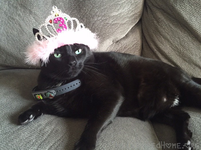 Goomba now tolerates Miss O dressing him up in some lovely outfits.